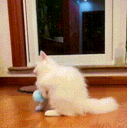 🔥Smart Interactive Ball Toy For Cat