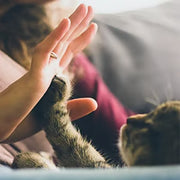 🔥Smart Interactive Ball Toy For Cat