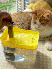 😻💧Automatic Pet Water Fountain🐶✨