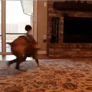 Dog Costume — Cowboy Rider
