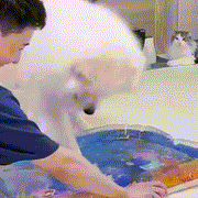 Pet Water Sensory Play Mat