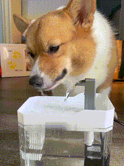 😻💧Automatic Pet Water Fountain🐶✨
