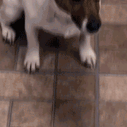 Pet Training Spray