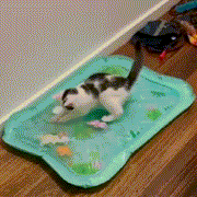 Pet Water Sensory Play Mat