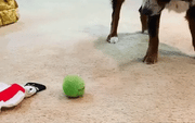 🔥Active Rolling Ball （4 color covers included）