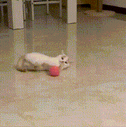 🔥Smart Interactive Ball Toy For Cat